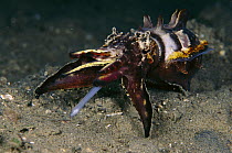 Flamboyant Cuttlefish (Metasepia pfefferi) fishing with its feeding tentacle, Papua New Guinea