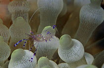 Shrimp (Periclimenes sp) on Bulb Tentacle Sea Anemone (Entacmaea quadricolor) tentacles, Solomon Islands