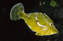 Strap-weed Filefish (Pseudomonacanthus macrurus), Papua New Guinea