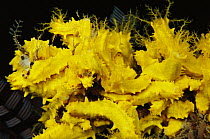 Yellow Sea Cucumber (Colochirus robustus) colony, Indonesia