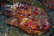 Reef Stonefish (Synanceia verrucosa), Papua New Guinea