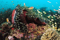 Magnificent Sea Anemone (Heteractis magnifica) with reef fish, Indonesia
