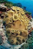 Leather Coral (Sarcophyton sp), Solomon Islands