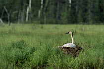 Trumpeter Swan (Cygnus buccinator) on nest, Wyoming