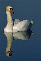 Mute Swan (Cygnus olor), Battle Creek, Michigan
