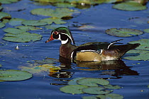 Wood Duck (Aix sponsa) male, Michigan