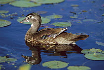 Wood Duck (Aix sponsa) female, Kensington Metropark, Michigan