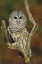 Barred Owl (Strix varia), Howell, Michigan