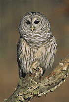 Barred Owl (Strix varia), Howell, Michigan