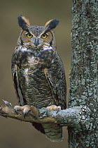 Great Horned Owl (Bubo virginianus), Howell, Michigan