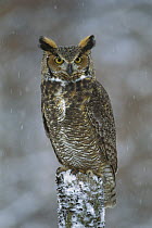 Great Horned Owl (Bubo virginianus) during snowstorm, Howell, Michigan