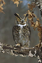 Great Horned Owl (Bubo virginianus), Howell, Michigan