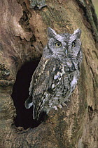 Eastern Screech Owl (Megascops asio) at nest cavity, Howell, Michigan