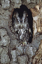 Eastern Screech Owl (Megascops asio) in nest cavity, Howell, Michigan