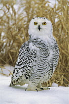 Snowy Owl (Nyctea scandiaca) female on snow, Howell, Michigan