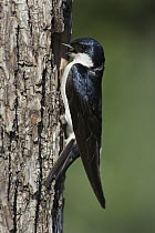 Tree Swallow (Tachycineta bicolor) male at nest cavity, Michigan