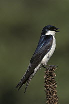 Tree Swallow (Tachycineta bicolor) male calling, South Lyon, Michigan