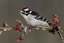 Downy Woodpecker (Picoides pubescens) male, Kensington Metropark, Michigan