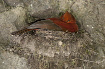 Andean Cock-of-the-rock (Rupicola peruvianus) female on nest, Tandayapa Valley, Ecuador