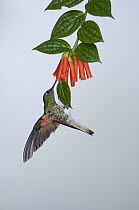 Buff-tailed Coronet (Boissonneaua flavescens) hummingbird feeding on nectar, Bellavista Cloud Forest Reserve, Tandayapa Valley, Ecuador