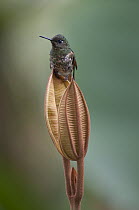 Buff-tailed Coronet (Boissonneaua flavescens) hummingbird, Bellavista Cloud Forest Reserve, Tandayapa Valley, Ecuador