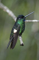 Buff-winged Starfrontlet (Coeligena lutetiae) hummingbird, Yanacocha Reserve, Ecuador