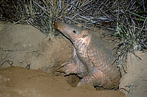 Giant Armadillo (Priodontes maximus) emerging from burrow late at night, Emas National Park, Brazil