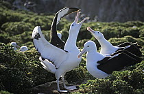 Southern Royal Albatross (Diomedea epomophora) group courting, Chatham Islands, New Zealand