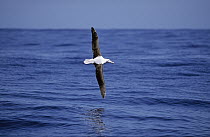 Southern Royal Albatross (Diomedea epomophora) flying over open ocean, Chatham Islands, New Zealand