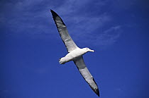 Southern Royal Albatross (Diomedea epomophora) flying, Chatham Islands, New Zealand