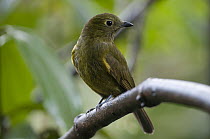 Olivaceous Piha (Lipaugus cryptolophus), Angel Paz Reserve, Mindo Valley, Ecuador