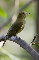 Olivaceous Piha (Lipaugus cryptolophus), Angel Paz Reserve, Mindo Valley, Ecuador