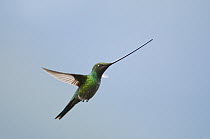 Sword-billed Hummingbird (Ensifera ensifera) flying, Yanacocha Reserve, Ecuador