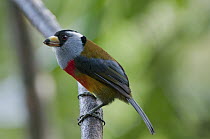 Toucan Barbet (Semnornis ramphastinus), Angel Paz Reserve, Mindo Valley, Ecuador