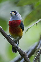 Toucan Barbet (Semnornis ramphastinus), Angel Paz Reserve, Mindo Valley, Ecuador