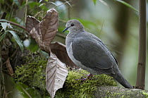 White-tipped Dove (Leptotila verreauxi), Bellavista Cloud Forest Reserve, Tandayapa Valley, Ecuador