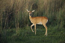 Pampas Deer (Ozotoceros bezoarticus) female, Pantanal, Brazil