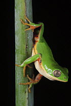 Orange-legged Leaf Frog (Phyllomedusa hypochondrialis), Pantanal, Brazil