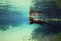 Giant River Otter (Pteronura brasiliensis) swimming, Bodoquena Plateau, Brazil