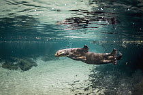 Giant River Otter (Pteronura brasiliensis) swimming, Bodoquena Plateau, Brazil
