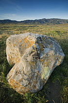 Lichen-covered boulder in Carrizo Plain National Monument, California