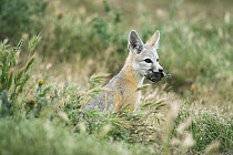 San Joaquin Kit Fox (Vulpes macrotis mutica) with prey, Carrizo Plain National Monument, California