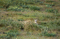 San Joaquin Kit Fox (Vulpes macrotis mutica) at burrow on plain, Carrizo Plain National Monument, California