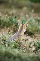 San Joaquin Kit Fox (Vulpes macrotis mutica), Carrizo Plain National Monument, California