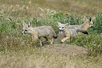 San Joaquin Kit Fox (Vulpes macrotis mutica) kits playing, Carrizo Plain National Monument, California