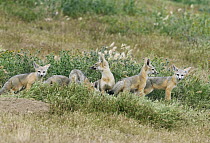 San Joaquin Kit Fox (Vulpes macrotis mutica) kits, Carrizo Plain National Monument, California