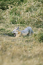 San Joaquin Kit Fox (Vulpes macrotis mutica) stretching and yawning, Carrizo Plain National Monument, California
