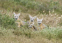 San Joaquin Kit Fox (Vulpes macrotis mutica) four kits, Carrizo Plain National Monument, California