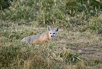 San Joaquin Kit Fox (Vulpes macrotis mutica) in alert posture, Carrizo Plain National Monument, California