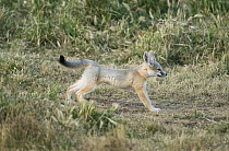 San Joaquin Kit Fox (Vulpes macrotis mutica) kit stretching, Carrizo Plain National Monument, California